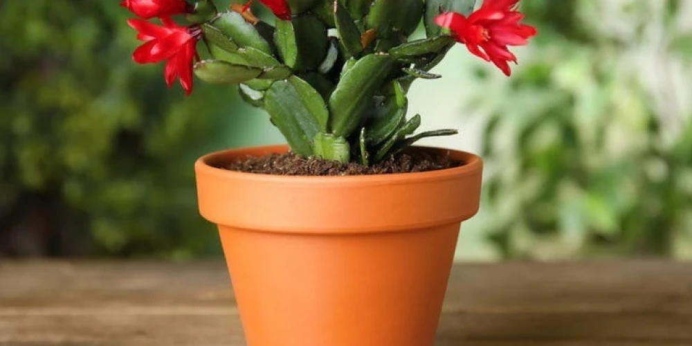 Best Pots for Christmas Cactus