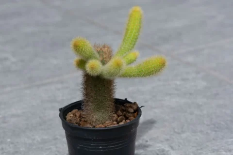 Dog Tail Cactus vs Rat Tail Cactus