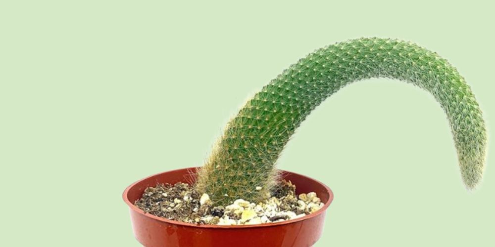 Monkey Tail Cactus Care Top 10 Expert Tips