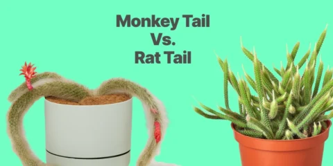 Monkey Tail vs. Rat Tail Cactus