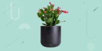 The best pot for Christmas cactus indoor and outdoor