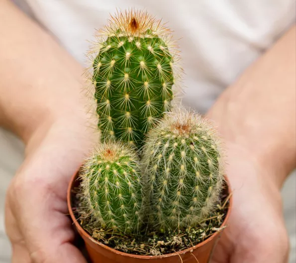 A small cluster of cacti