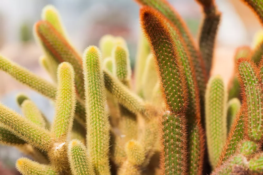 Cactus needles