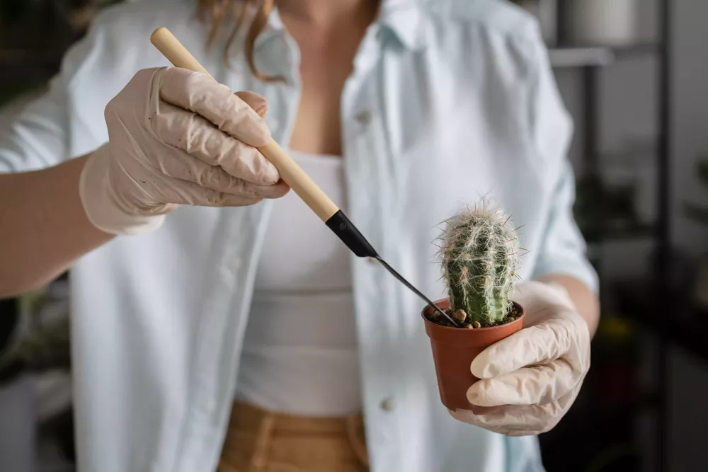 Repotting a cactus