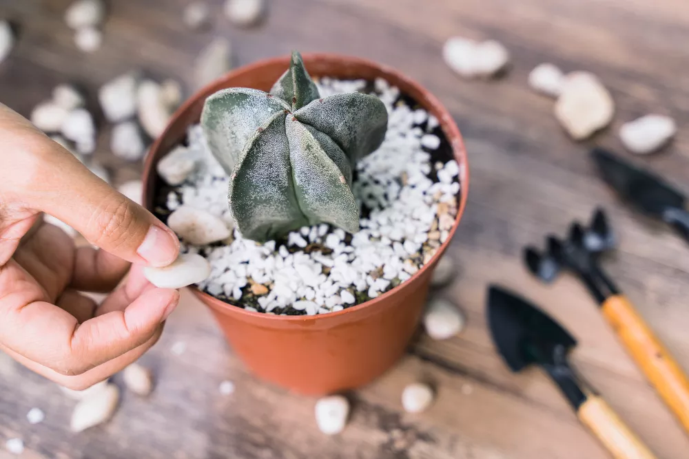 Decorating a potted cactus