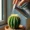 How often to water mini cactus indoors